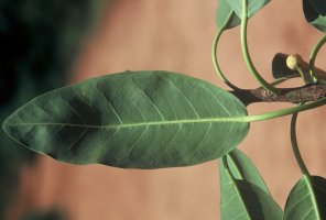 Ficus_usambarensis