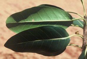 Ficus_usambarensis