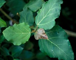 Ficus vallis-choudae
