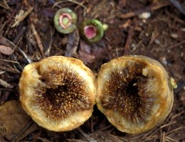 Ficus vallis-choudae