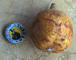 Ficus vallis-choudae
