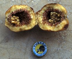 Ficus vallis-choudae