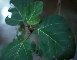 Ficus vallis-choudae