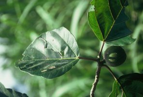 Ficus_vallis-choudae