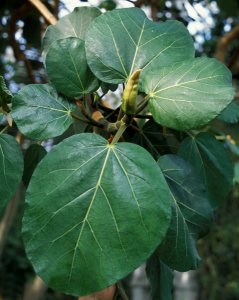 Ficus vasta
