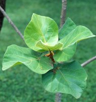 Ficus wakefieldii