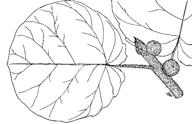 Ficus_wakefieldii