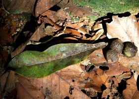 Ficus_wildemaniana