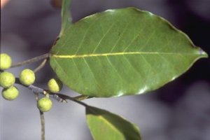 Ficus_antandronarum_antandronarum