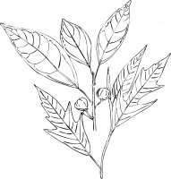 Ficus_assimilis