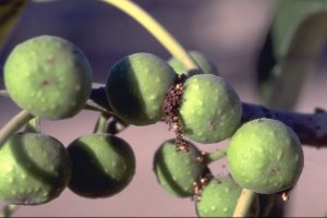 Ficus_grevei