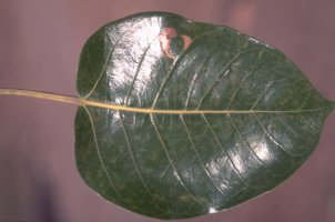 Ficus_grevei