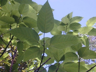 Ficus_lateriflora_Finn_Kjellberg