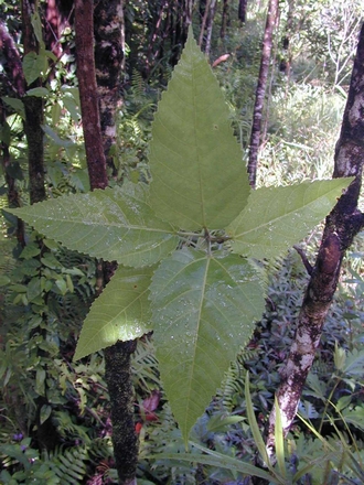 Ficus_lateriflora_Finn_Kjellberg