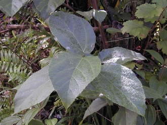 Ficus_lateriflora_Finn_Kjellberg