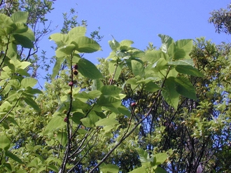 Ficus_lateriflora_Finn_Kjellberg4