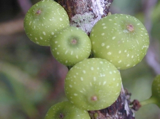 Ficus_lateriflora_Finn_Kjellberg
