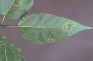 Ficus_lateriflora_JYR