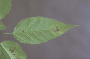 Ficus_lateriflora_JYR