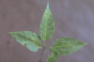 Ficus_lateriflora_JYR