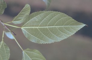 Ficus_lateriflora_JYR