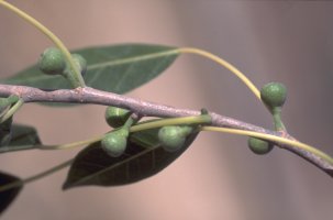 Ficus_marmorata