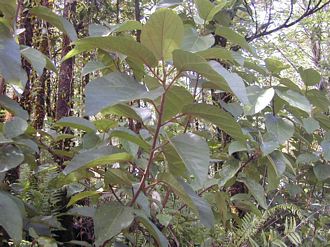 Ficus_mauritiana_Finn_Kjellberg