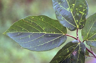 Ficus mauritiana