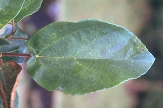 Ficus mauritiana