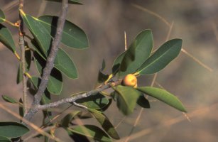 Ficus_menabeensis