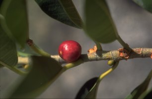 Ficus_menabeensis