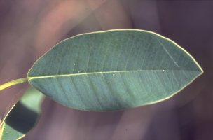 Ficus_menabeensis