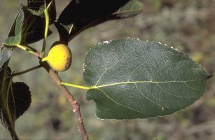 Ficus pachyclada