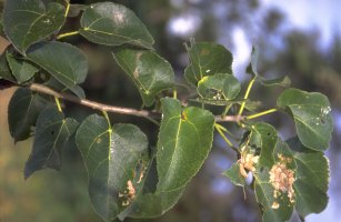 Ficus pachyclada