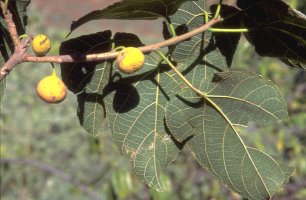Ficus pachyclada