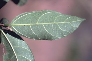 Ficus politoria