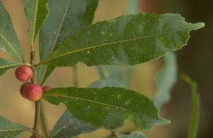 Ficus politoria