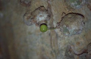 Ficus politoria