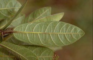 Ficus polyphlebia