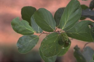 Ficus sakalavarum