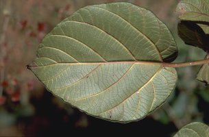 Ficus_tiliifolia