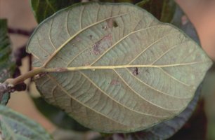Ficus_tiliifolia