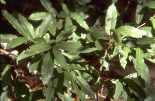 Ficus_trichoclada