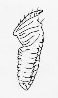Nigeriella_avicola_mandible
