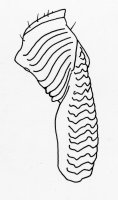Nigeriella_fusciceps_mandible