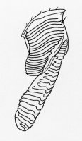 Nigeriella_letouzeyi_mandible