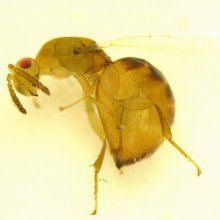 Sycobia_nr_bethyloides