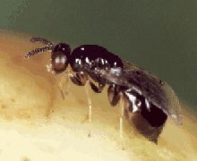 Sycomacophila_montana