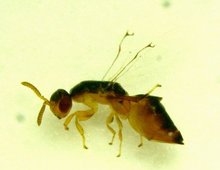 Sycophilomorpha_nr_saptapurensis