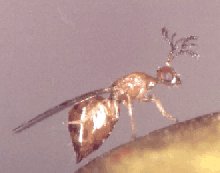 Sycotetra_pectinicornis